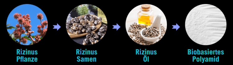 Rizinus Pflanze
Rizinus Samen Rizinus